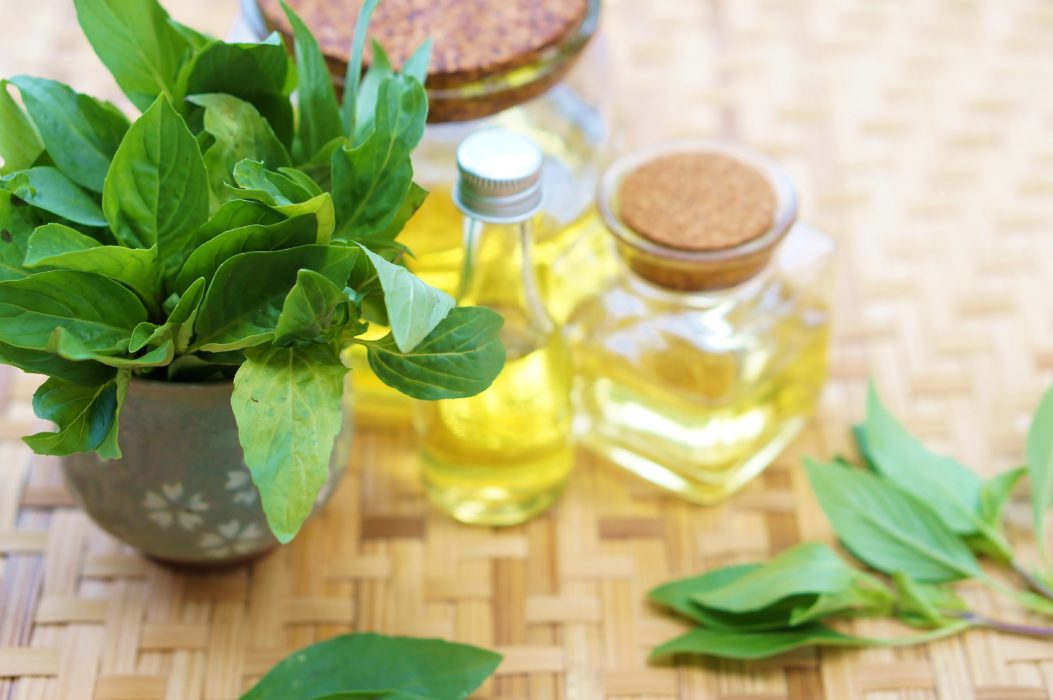 Let Sweet Basil Oil Boost Your Health Today - AlrightNow