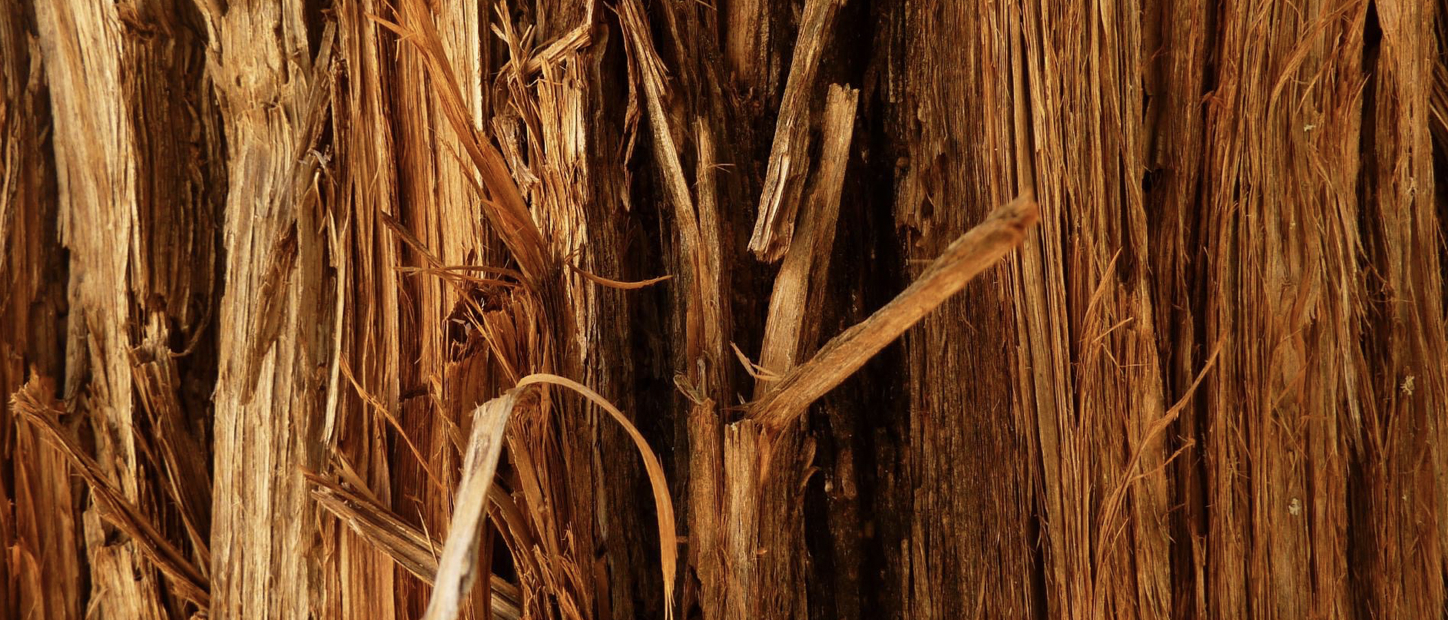 Introducing Cedarwood AlrightNow