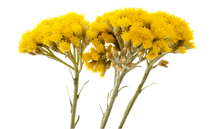 Introducing Helichrysum - AlrightNow