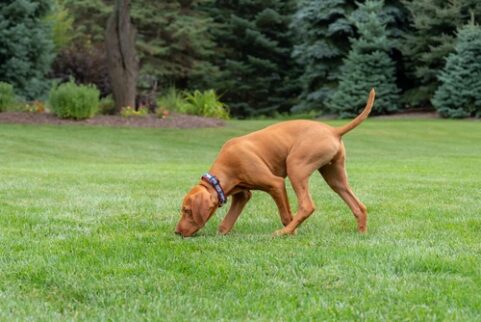 A large brown dog with a collar is walking around a grass backyard. It has its nose to the grass to sniff around.