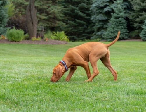 How To Treat Your Yard To Protect Your Pets